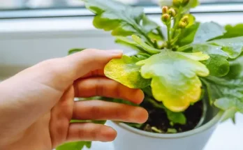 Hogyan tudom megállapítani, ha a szobanövény túl sok vizet kapott?