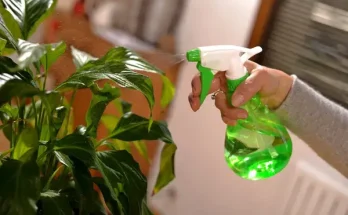 A szobanövények ápolásának titkai: Amit eddig nem tudtál!