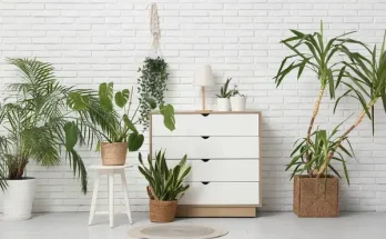 A szobanövények hatása a hangulatodra,miért érdemes több zöldet hozni az otthonodba?