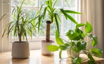 5 tipp, hogy a szobanövények mindig frissek és egészségesek maradjanak!