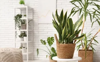 A legjobb szobanövények, amelyek mindössze heti egyszeri gondozást igényelnek!
