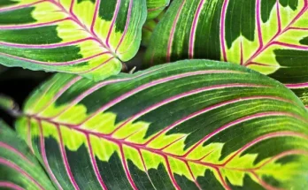 A legújabb trendek a szobanövények világában – 2025 legnépszerűbb növényei!