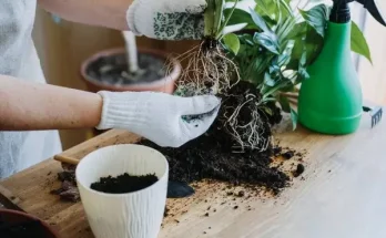 Hogyan hozd ki a legjobbat a szobanövényedből – tavaszi felújítási tippek!