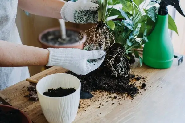 Hogyan hozd ki a legjobbat a szobanövényedből – tavaszi felújítási tippek!