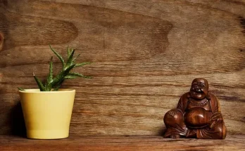 Miért érdemes a szobanövények mellé dísztárgyakat helyezni? – A dekoráció titkai!