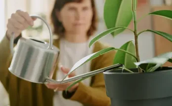 Miért fontos a szobanövények rendszeres locsolása? A válaszok meglepnek!