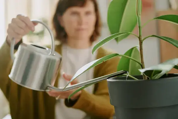 Miért fontos a szobanövények rendszeres locsolása? A válaszok meglepnek!