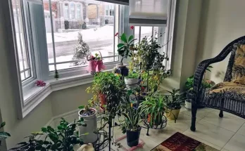 Hogyan hozz létre zöld oázist a kis lakásodban?