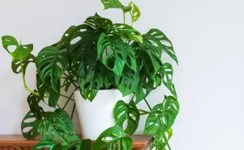 Monstera adansonii