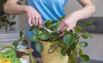 Tavaszi metszés – Melyik szobanövényt mikor és hogyan vágjuk vissza?