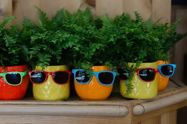 Hogyan ápold a szobanövényeket nyáron? – A legjobb tippek a forró hónapokra!