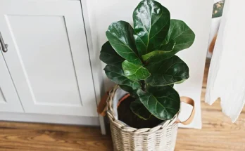 Szenzációs szobanövények modern enteriőrbe