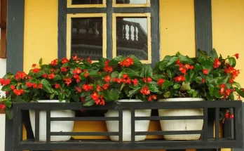 Szobanövények az erkélyen: mit ültessünk, ha kevés a hely?