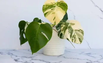 Ritka szobanövények, amelyekkel elkápráztathatod a vendégeidet