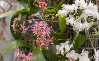 Hogyan lesz több virág a szobanövényeiden? – Virágzásserkentő praktikák