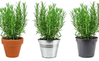 Gyógynövények szobanövényként – melyeket érdemes otthon nevelni?
