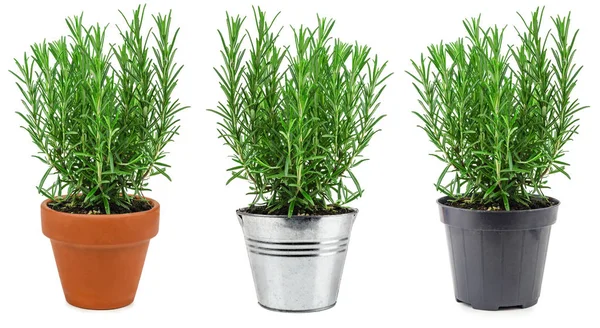 Gyógynövények szobanövényként – melyeket érdemes otthon nevelni?