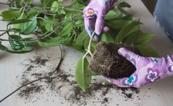 Mikor érdemes átültetni a szobanövényt? Jelek, amikre figyelj