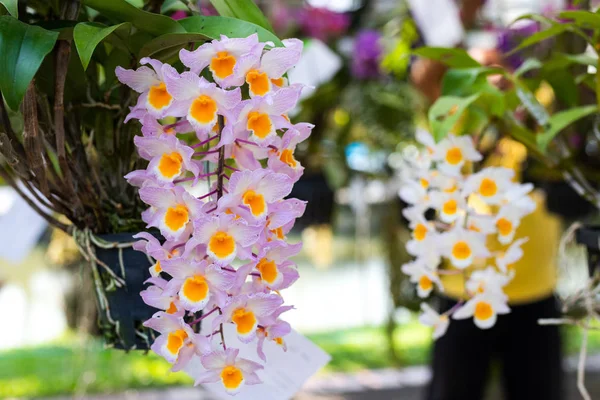 Két színpompás Dendrobium orchidea virágzó ága, lila és fehér színben.