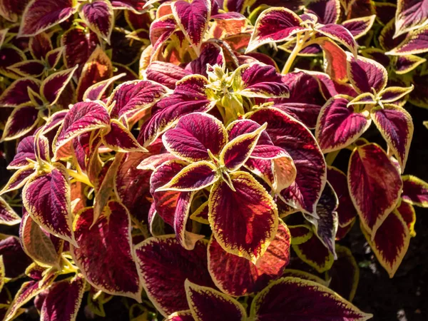 Színes díszcsalán levelei, élénk vörös és zöld árnyalatokkal.