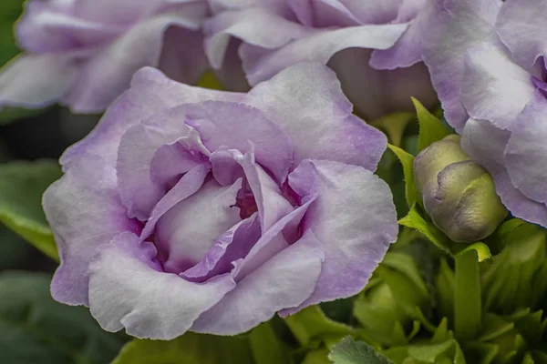 A gloxínia (Sinningia speciosa) gyönyörű, lila színű virágai, zöld levelek között.