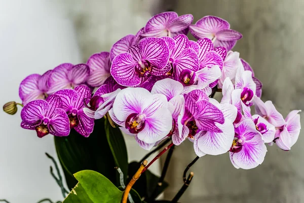 Lepkeorchidea (Phalaenopsis) virágzó példányai, élénk lila és fehér színben.