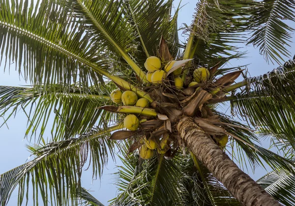 Kókuszpálma (Cocos nucifera) zöld levelei és érett kókuszdiói a fán.