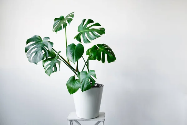 Zöld könnyezőpálma (Monstera deliciosa) cserepes virág, fehér cserépben.