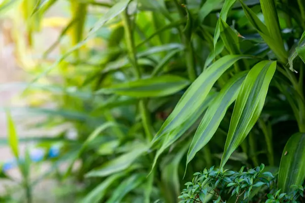 Zöld kukoricalevél (Aspidistra elatior) levelei, dús növényzetben.