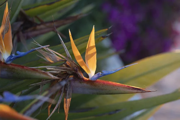 A papagájvirág (Strelitzia) élénk színű virágai és zöld levelei.