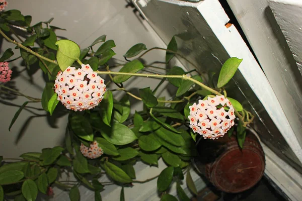 Hoya carnosa virágzó ága, rózsaszín virágokkal és zöld levelekkel.
