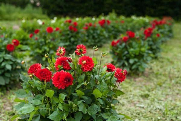 Piros dália virágok csoportja egy zöld kertben, őszies hangulatban.
