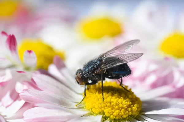 Hogyan hat a klímaváltozás a darazsakra?