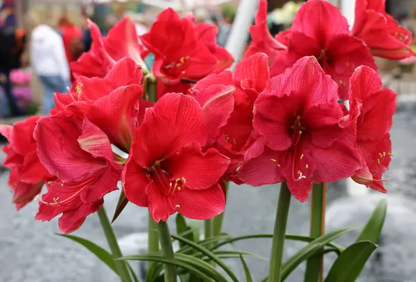 Télies virágzó amaryllis növények élénk piros virágokkal.