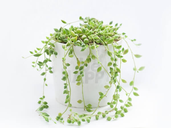 Zöld aggófű (Senecio herreianus) cserepes virág, hosszú hajtásokkal.