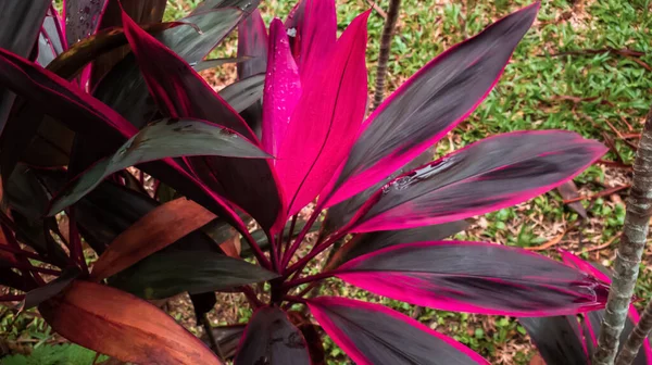 A bunkóliliom élénk színű levelei, melyek trópusi hangulatot árasztanak.