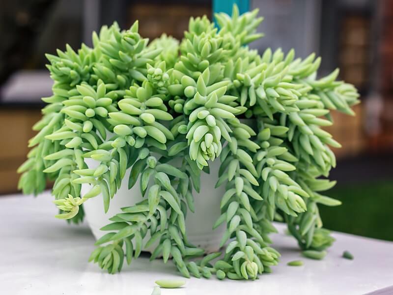 Csüngő varjúháj (Sedum morganianum 'Burrito') zöld, lógó hajtásai egy fehér cserépben.