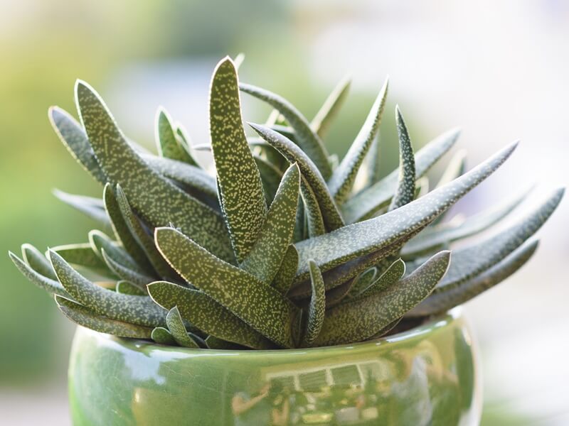 Zöld daráslevél (Gasteria) szobanövény, díszes levelekkel, világos háttérben.