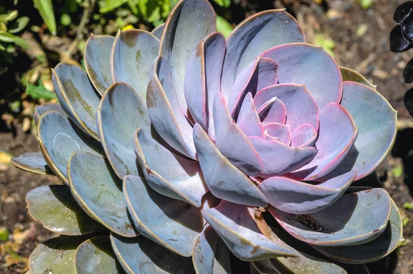 Fáskövirózsa (Echeveria) szép, húsos levelekkel, világos színben.