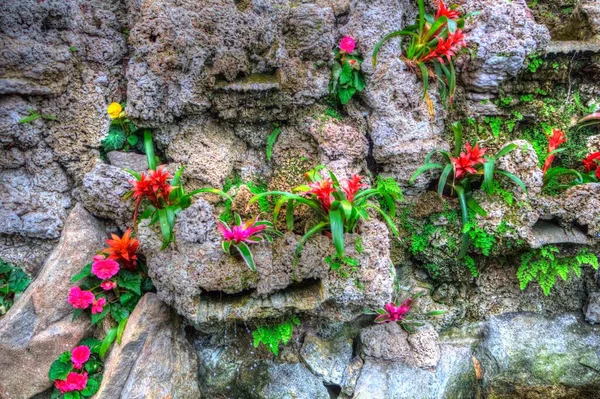 Színes guzmán-broméliák virágzanak egy sziklás háttér előtt, zöld leveleikkel.