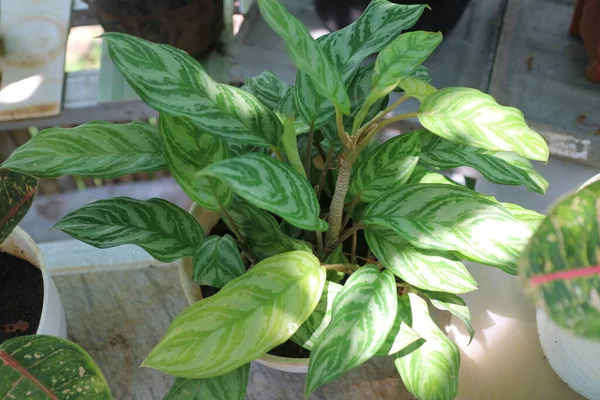 Zöld rákvirág (Aglaonema) dús levelekkel, cserepes virágként.