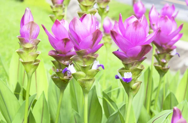 Kurkuma virágok élénk rózsaszín virágzatai zöld levelek között.