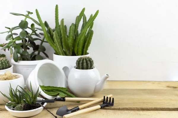 Szobanövények és kertészeti eszközök egy fehér asztalon, beleértve kaktuszokat és virágföldet.