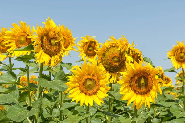 Több napraforgó virág a napfényben, élénk sárga szirmokkal és zöld levelekkel.