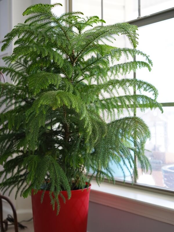 Zöld szobafenyő (Araucaria heterophylla) piros cserépben, világos ablak mellett.