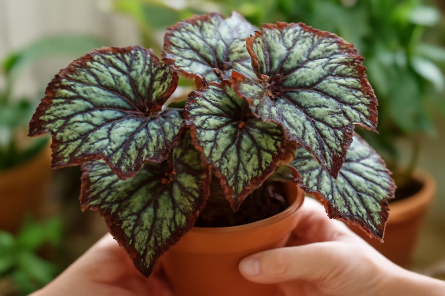 Begónia gondozása: díszes levelű begóniák ápolása