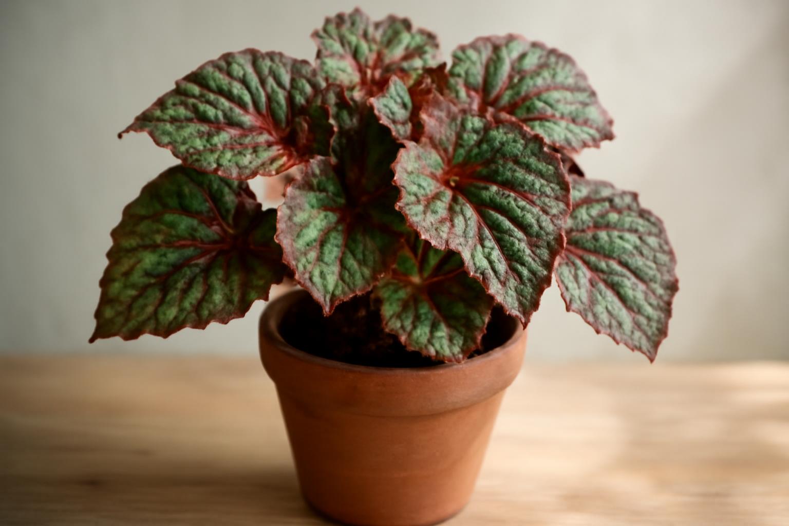 Rex begónia színes levelei egy cserépben, zöld és bordó árnyalatokkal.