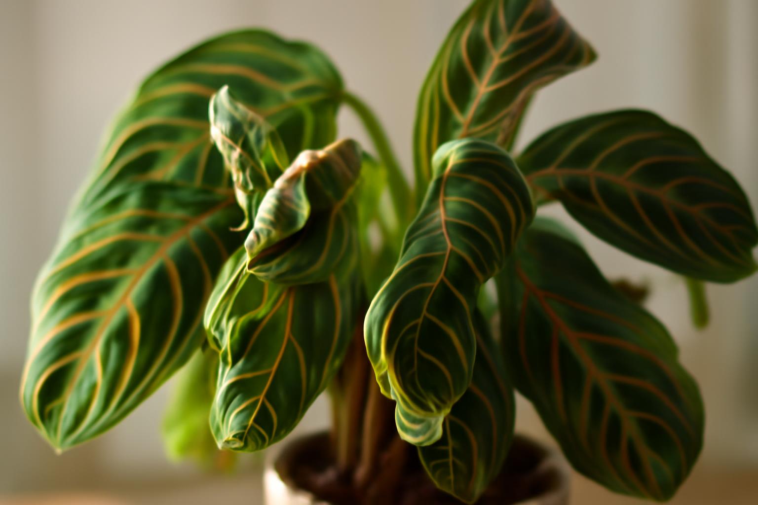 Maranta levelek felpöndörödése: gyakori gondozási hibák