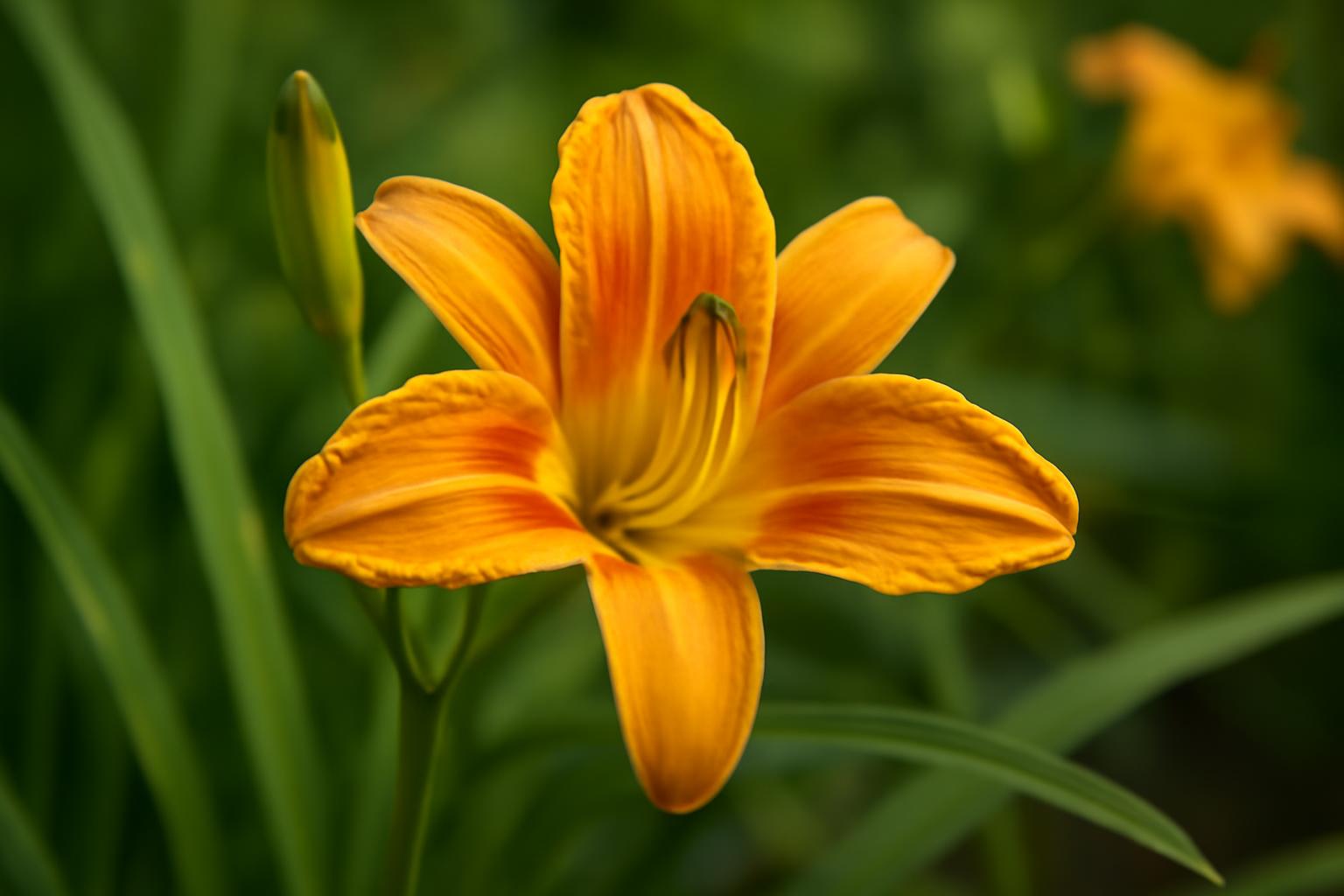 Az aranyhalvirág élénk narancssárga virágai a zöld levelek között pompáznak.