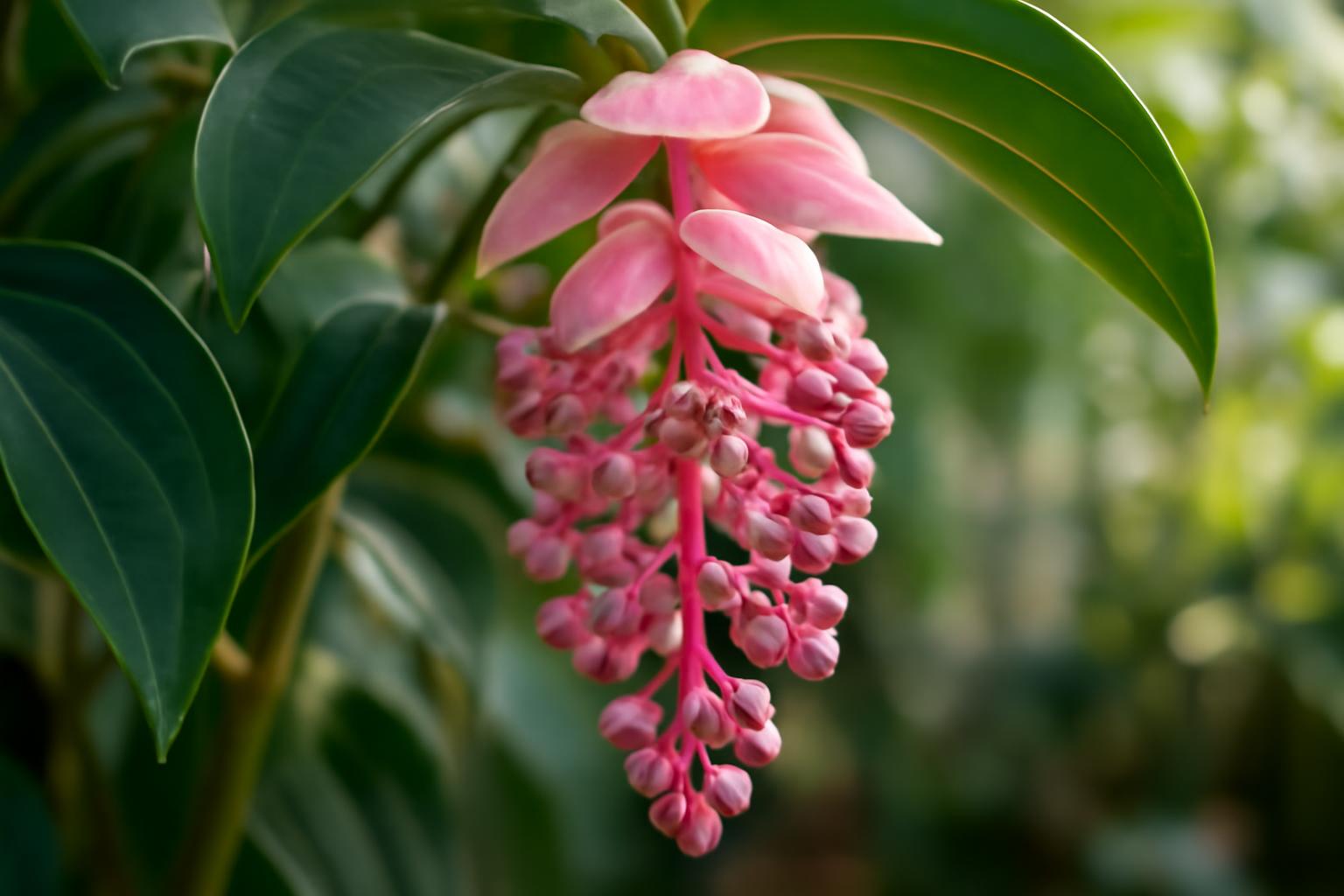 A Medinilla virágzó ága, rózsaszín virágokkal és zöld levelekkel.